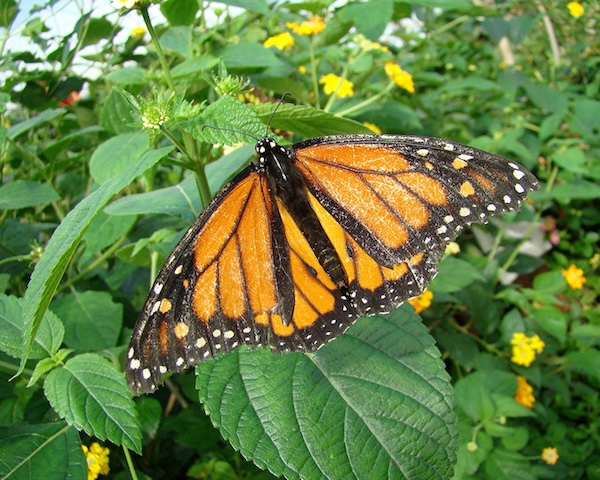monarch